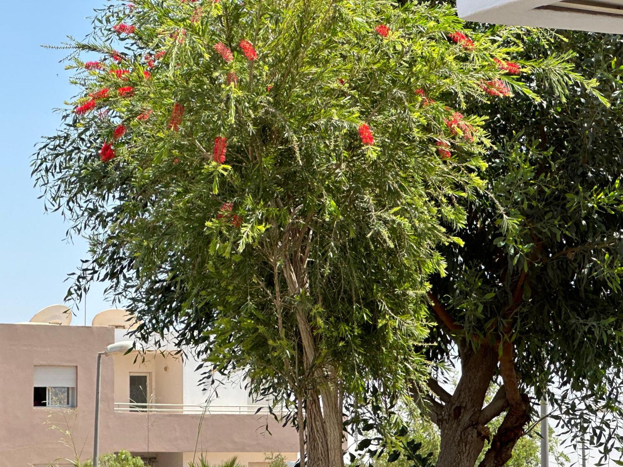 Imi شقة *